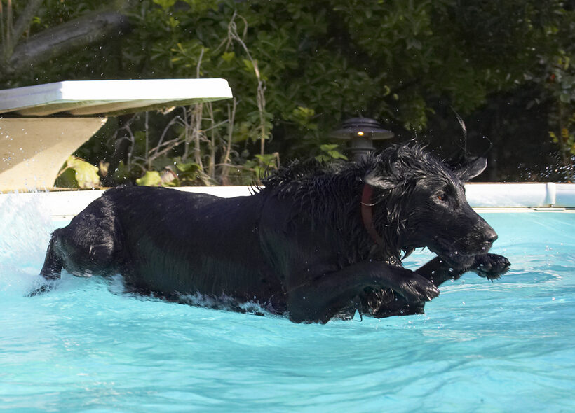Animal, Animals, Canine, Canines, Dive, Diving, Dog, Dogs, Flatcoated, Land Mammal, Land Mammals, Loki, Play, Playing, Playtime, Pool, Retriever, Swimming, Terrestrial Mammal, Terrestrial Mammals