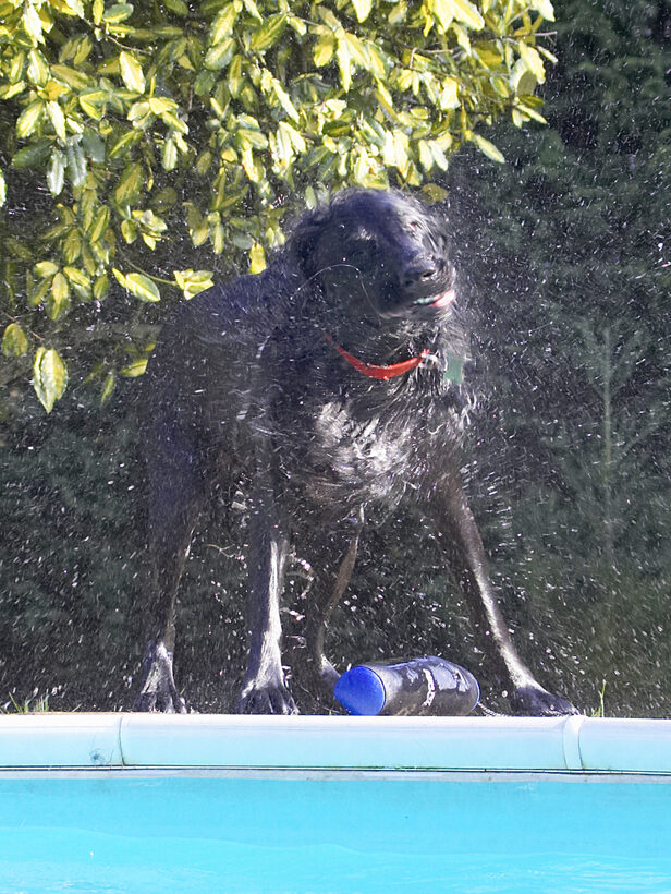 Animal, Animals, Canine, Canines, Dog, Dogs, Flatcoated, Land Mammal, Land Mammals, Loki, Play, Playing, Playtime, Pool, Retriever, Shake, Shaking, Swimming, Terrestrial Mammal, Terrestrial Mammals