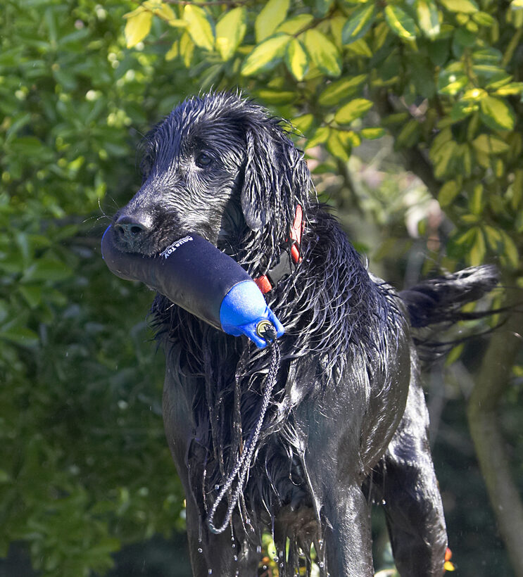 Animal, Animals, Canine, Canines, Dog, Dogs, Flatcoated, Land Mammal, Land Mammals, Loki, Play, Playing, Playtime, Retriever, Terrestrial Mammal, Terrestrial Mammals