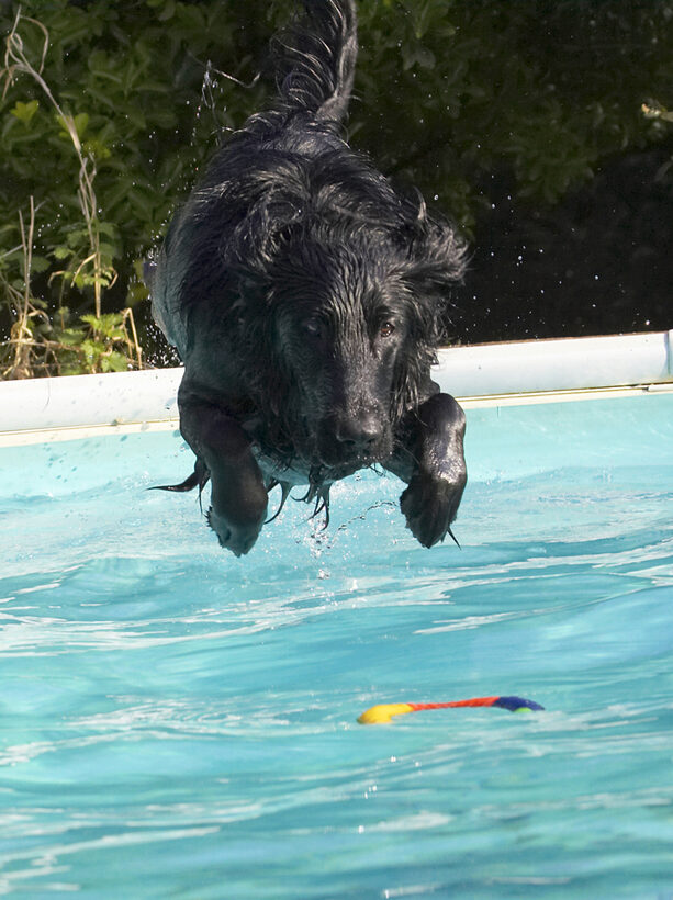 Animal, Animals, Canine, Canines, Dive, Diving, Dog, Dogs, Flatcoated, Land Mammal, Land Mammals, Loki, Play, Playing, Playtime, Pool, Retriever, Swimming, Terrestrial Mammal, Terrestrial Mammals