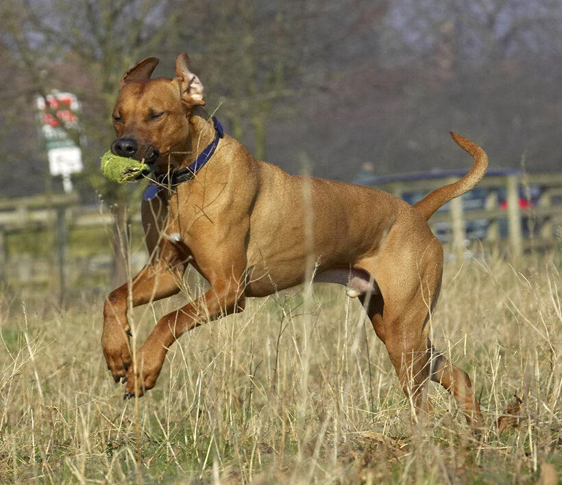 Animal, Animals, Ball, Canine, Canines, Dog, Dogs, Land Mammal, Land Mammals, Play, Playing, Playtime, Rhodesian, Ridgeback, Run, Running, Simba, Terrestrial Mammal, Terrestrial Mammals