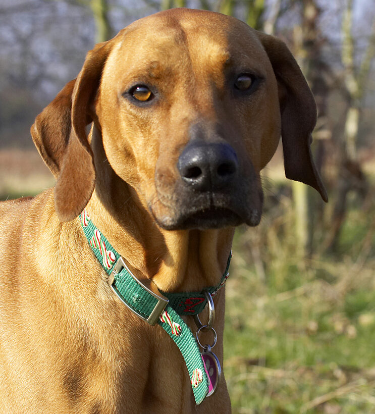 Animal, Animals, Canine, Canines, Dog, Dogs, Kila, Land Mammal, Land Mammals, Play, Playing, Playtime, Rhodesian, Ridgeback, Terrestrial Mammal, Terrestrial Mammals
