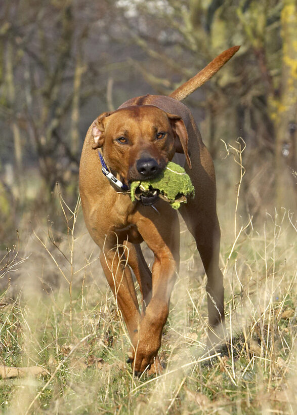 Animal, Animals, Canine, Canines, Dog, Dogs, Land Mammal, Land Mammals, Play, Playing, Playtime, Rhodesian, Ridgeback, Simba, Terrestrial Mammal, Terrestrial Mammals