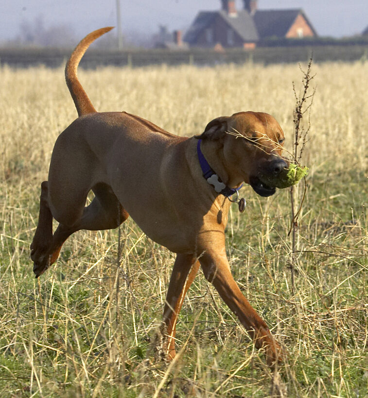 Animal, Animals, Canine, Canines, Dog, Dogs, Land Mammal, Land Mammals, Play, Playing, Playtime, Rhodesian, Ridgeback, Simba, Terrestrial Mammal, Terrestrial Mammals