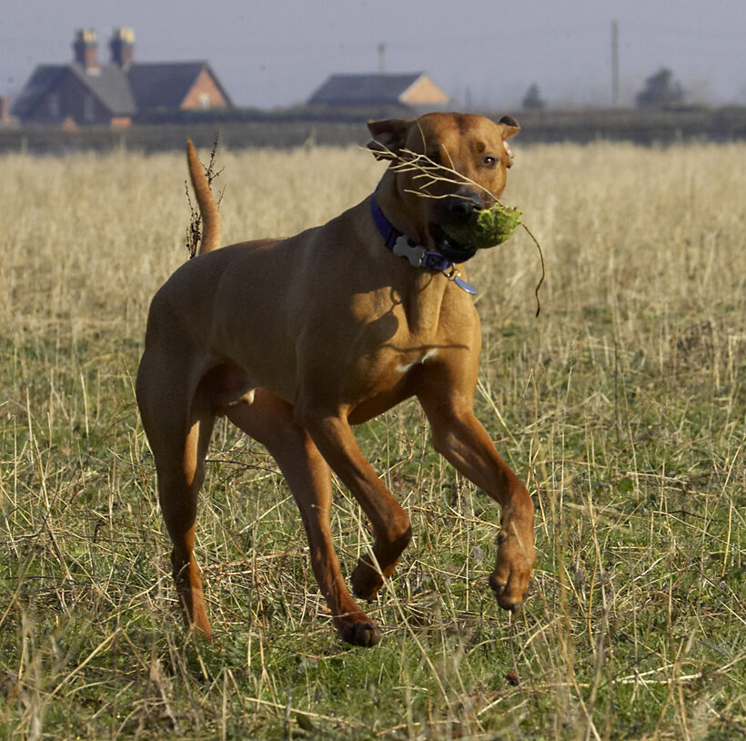 Animal, Animals, Canine, Canines, Dog, Dogs, Land Mammal, Land Mammals, Play, Playing, Playtime, Rhodesian, Ridgeback, Simba, Terrestrial Mammal, Terrestrial Mammals