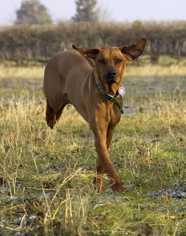 Animal, Animals, Canine, Canines, Dog, Dogs, Kila, Land Mammal, Land Mammals, Play, Playing, Playtime, Rhodesian, Ridgeback, Terrestrial Mammal, Terrestrial Mammals