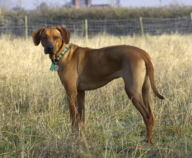 Animal, Animals, Canine, Canines, Dog, Dogs, Kila, Land Mammal, Land Mammals, Play, Playing, Playtime, Rhodesian, Ridgeback, Terrestrial Mammal, Terrestrial Mammals