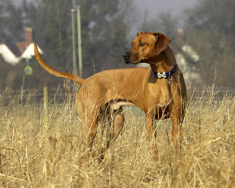 Animal, Animals, Canine, Canines, Dog, Dogs, Land Mammal, Land Mammals, Play, Playing, Playtime, Rhodesian, Ridgeback, Simba, Terrestrial Mammal, Terrestrial Mammals