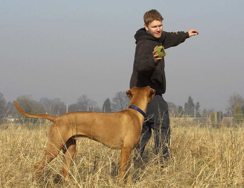 Animal, Animals, Ball, Canine, Canines, Dog, Dogs, Jed, Land Mammal, Land Mammals, Play, Playing, Playtime, Rhodesian, Ridgeback, Simba, Terrestrial Mammal, Terrestrial Mammals