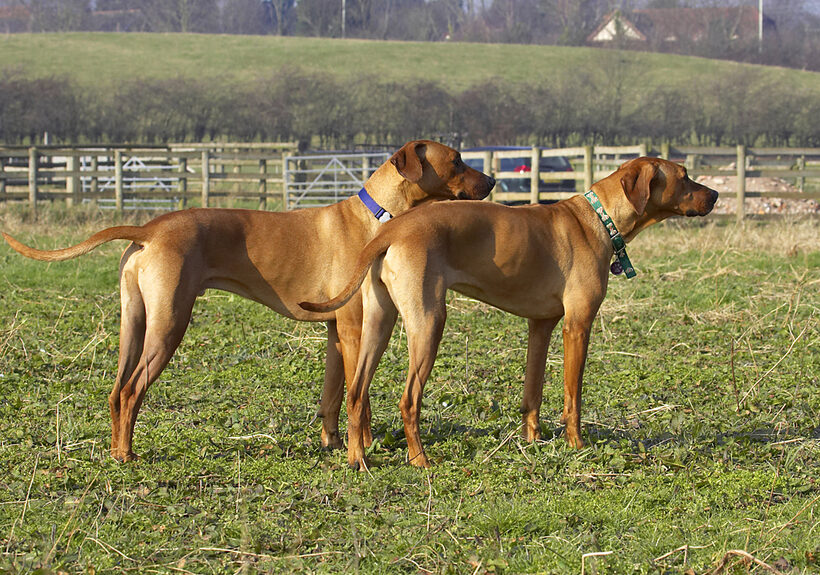 Animal, Animals, Best, Canine, Canines, Dog, Dogs, Friends, Kila, Land Mammal, Land Mammals, Play, Playing, Playtime, Rhodesian, Ridgeback, Simba, Terrestrial Mammal, Terrestrial Mammals