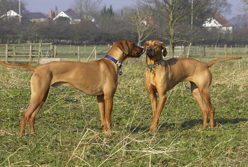 Animal, Animals, Best, Canine, Canines, Dog, Dogs, Friends, Kila, Land Mammal, Land Mammals, Play, Playing, Playtime, Rhodesian, Ridgeback, Simba, Terrestrial Mammal, Terrestrial Mammals
