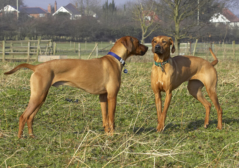 Animal, Animals, Best, Canine, Canines, Dog, Dogs, Friends, Kila, Land Mammal, Land Mammals, Play, Playing, Playtime, Rhodesian, Ridgeback, Simba, Terrestrial Mammal, Terrestrial Mammals