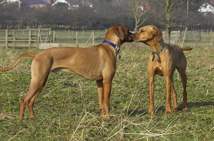 Animal, Animals, Best, Canine, Canines, Dog, Dogs, Friends, Kila, Kiss, Land Mammal, Land Mammals, Play, Playing, Playtime, Rhodesian, Ridgeback, Simba, Terrestrial Mammal, Terrestrial Mammals