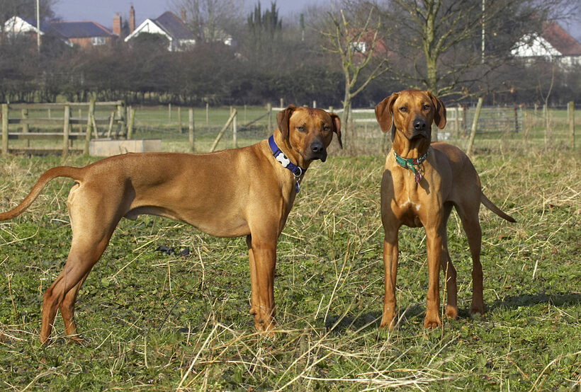 Animal, Animals, Best, Canine, Canines, Dog, Dogs, Friends, Kila, Land Mammal, Land Mammals, Play, Playing, Playtime, Rhodesian, Ridgeback, Simba, Terrestrial Mammal, Terrestrial Mammals
