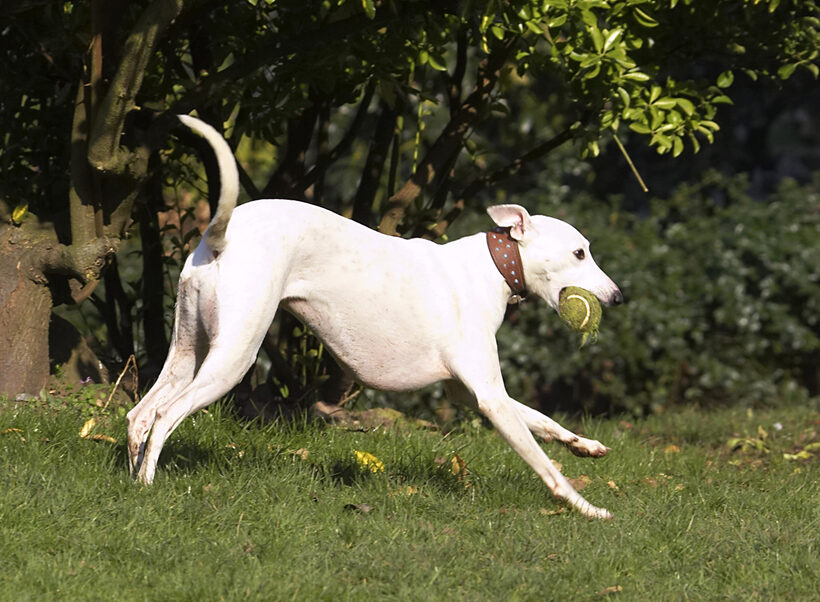 Animal, Animals, Ball, Canine, Canines, Dog, Dogs, Land Mammal, Land Mammals, Mabel, Play, Playing, Playtime, Run, Running, Terrestrial Mammal, Terrestrial Mammals, Whippet, Whippets