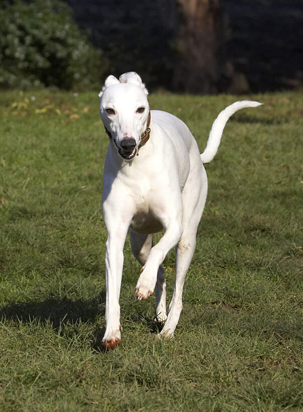 Animal, Animals, Canine, Canines, Dog, Dogs, Land Mammal, Land Mammals, Mabel, Play, Playing, Playtime, Run, Running, Terrestrial Mammal, Terrestrial Mammals, Whippet, Whippets