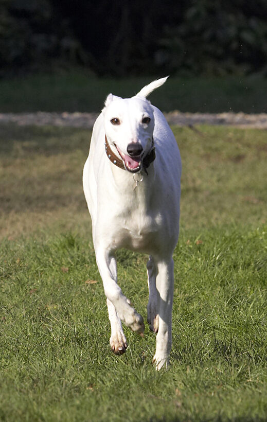 Animal, Animals, Canine, Canines, Dog, Dogs, Land Mammal, Land Mammals, Mabel, Play, Playing, Playtime, Run, Running, Terrestrial Mammal, Terrestrial Mammals, Whippet, Whippets