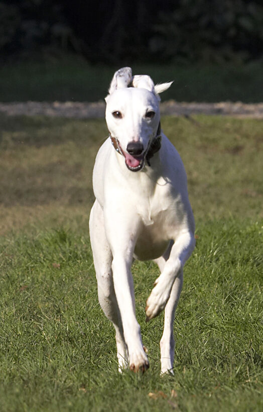 Animal, Animals, Canine, Canines, Dog, Dogs, Land Mammal, Land Mammals, Mabel, Play, Playing, Playtime, Run, Running, Terrestrial Mammal, Terrestrial Mammals, Whippet, Whippets