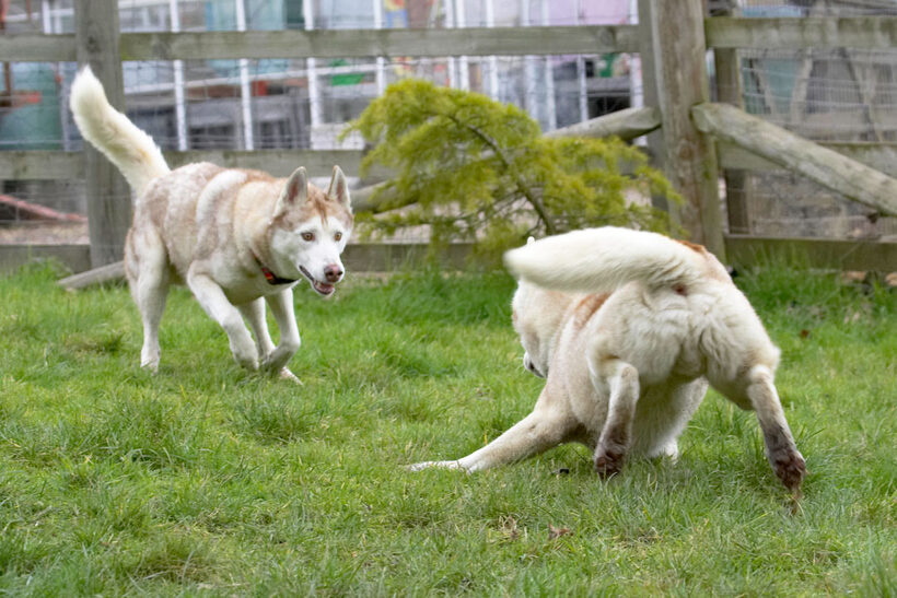 Animal, Animals, Canine, Canines, Casanova, Dog, Dogs, Excalibur, Huskies, Husky, Land Mammal, Land Mammals, Play, Playing, Playtime, Terrestrial Mammal, Terrestrial Mammals
