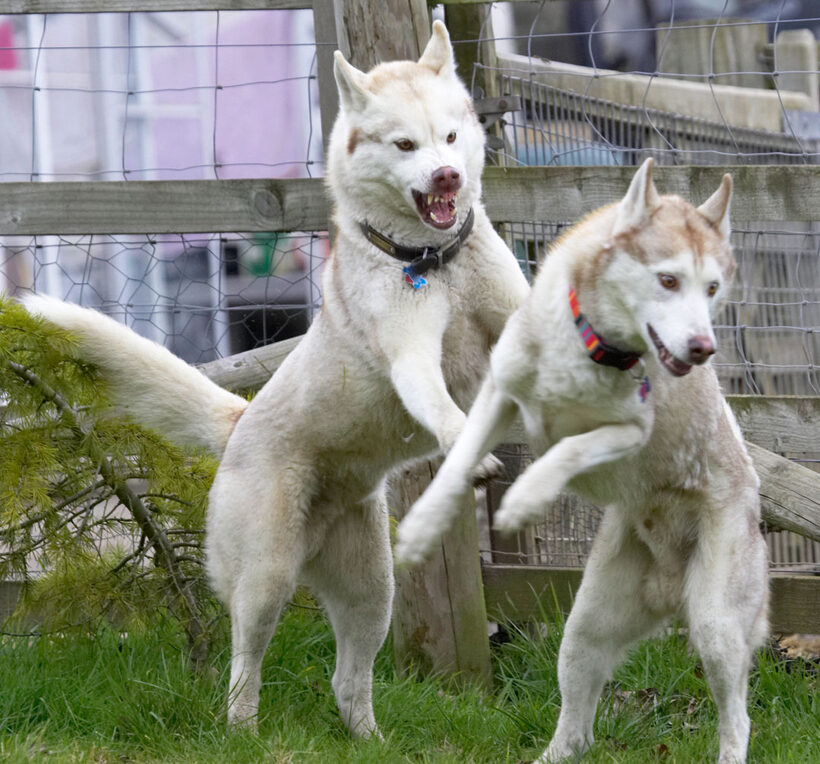 Animal, Animals, Canine, Canines, Casanova, Dog, Dogs, Excalibur, Huskies, Husky, Land Mammal, Land Mammals, Play, Playing, Playtime, Terrestrial Mammal, Terrestrial Mammals