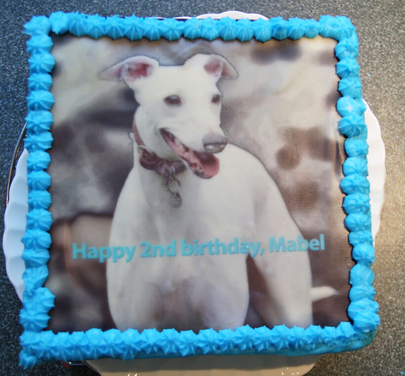 Animal, Animals, Birthday, Cake, Canine, Canines, Dog, Dogs, Land Mammal, Land Mammals, Mabel, Play, Playing, Playtime, Terrestrial Mammal, Terrestrial Mammals, Whippet