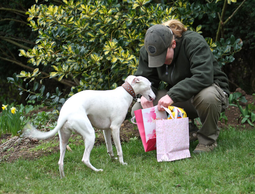 Animal, Animals, Becky, Birthday, Canine, Canines, Dog, Dogs, Gifts, Land Mammal, Land Mammals, Mabel, Play, Playing, Playtime, Presents, Terrestrial Mammal, Terrestrial Mammals, Whippet