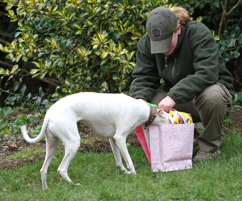 Animal, Animals, Becky, Birthday, Canine, Canines, Dog, Dogs, Gifts, Land Mammal, Land Mammals, Mabel, Play, Playing, Playtime, Presents, Terrestrial Mammal, Terrestrial Mammals, Whippet