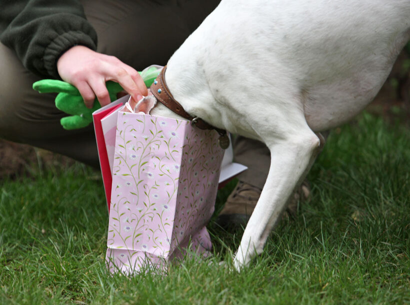 Animal, Animals, Birthday, Canine, Canines, Dog, Dogs, Gifts, Land Mammal, Land Mammals, Mabel, Play, Playing, Playtime, Presents, Terrestrial Mammal, Terrestrial Mammals, Whippet