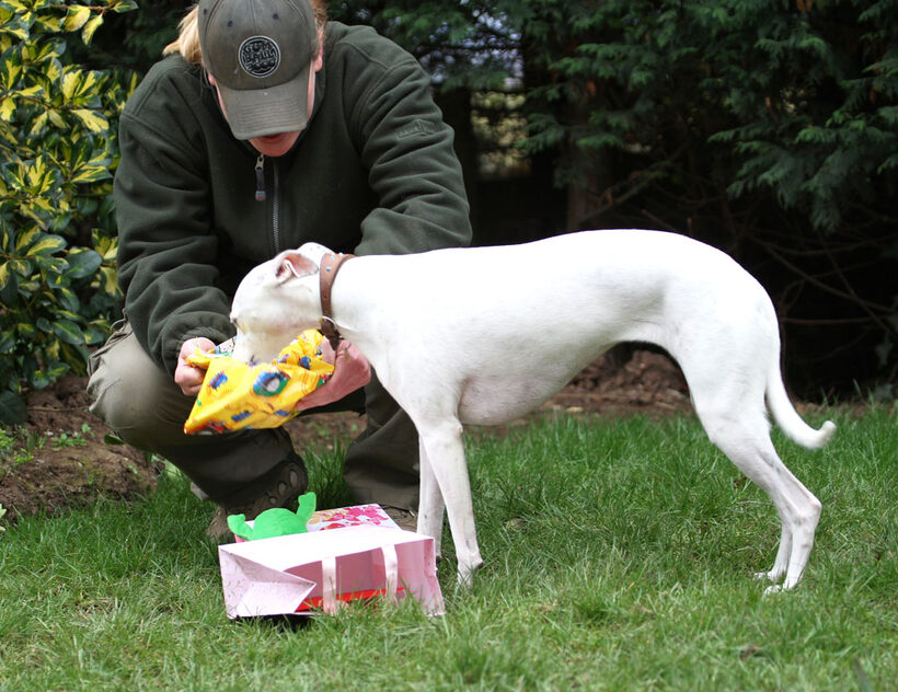 Animal, Animals, Becky, Birthday, Canine, Canines, Dog, Dogs, Gifts, Land Mammal, Land Mammals, Mabel, Play, Playing, Playtime, Presents, Terrestrial Mammal, Terrestrial Mammals, Whippet