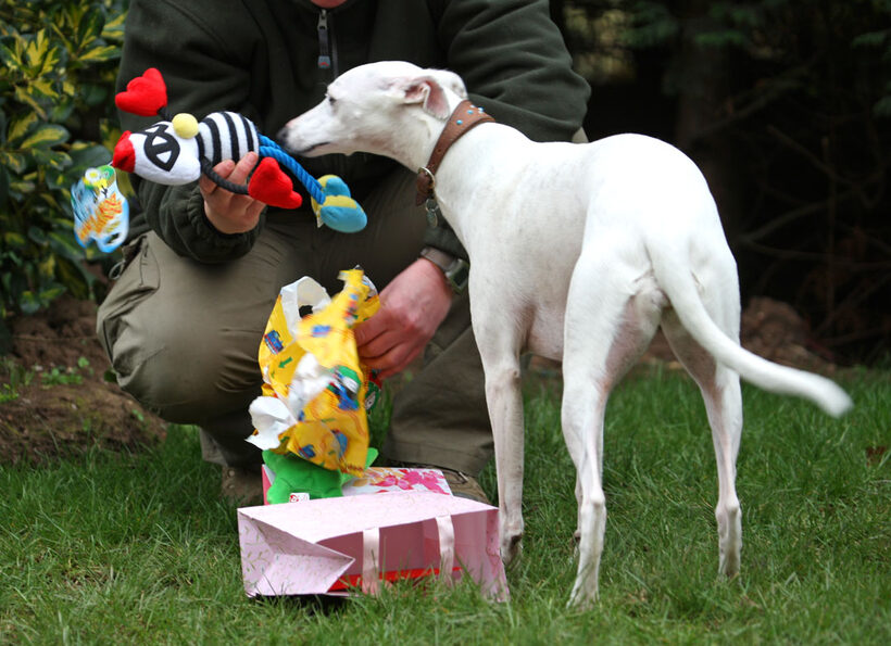 Animal, Animals, Birthday, Canine, Canines, Dog, Dogs, Gifts, Land Mammal, Land Mammals, Mabel, Play, Playing, Playtime, Presents, Terrestrial Mammal, Terrestrial Mammals, Whippet