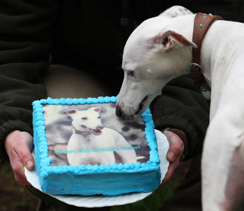 Animal, Animals, Birthday, Cake, Canine, Canines, Dog, Dogs, Land Mammal, Land Mammals, Mabel, Play, Playing, Playtime, Terrestrial Mammal, Terrestrial Mammals, Whippet