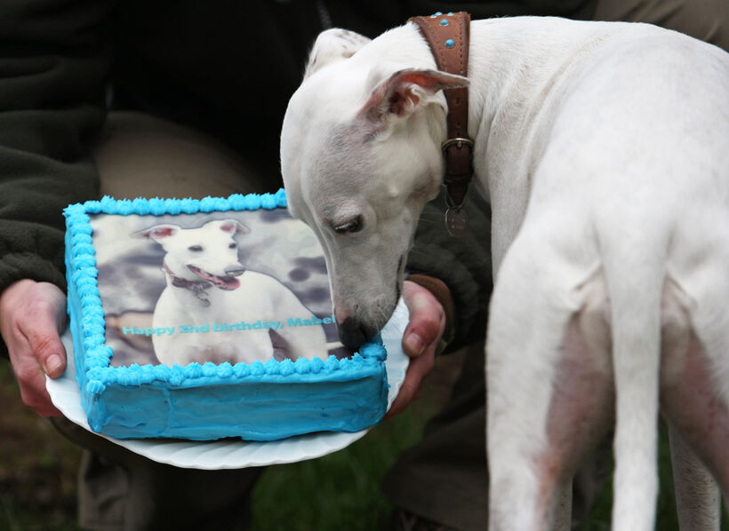 Animal, Animals, Birthday, Cake, Canine, Canines, Dog, Dogs, Land Mammal, Land Mammals, Mabel, Play, Playing, Playtime, Terrestrial Mammal, Terrestrial Mammals, Whippet