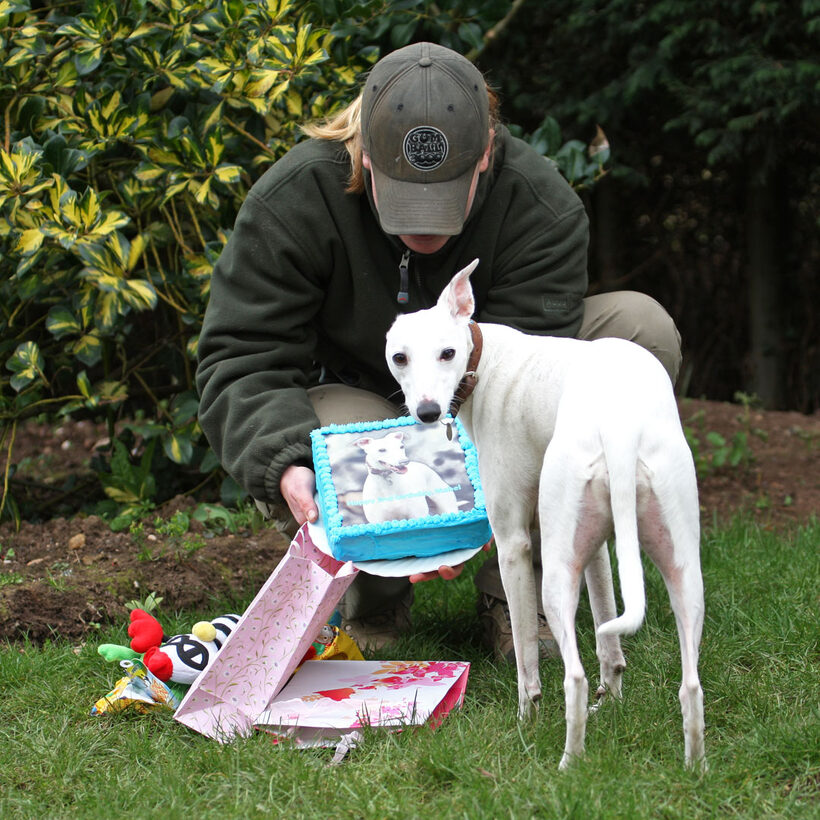Animal, Animals, Becky, Birthday, Cake, Canine, Canines, Dog, Dogs, Gifts, Land Mammal, Land Mammals, Mabel, Play, Playing, Playtime, Presents, Terrestrial Mammal, Terrestrial Mammals, Whippet