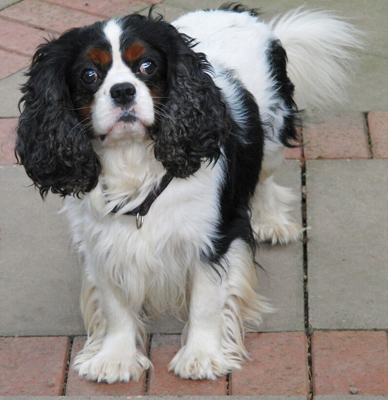 Campbell, Dog, Dogs, King Charles Spaniel, Spaniels