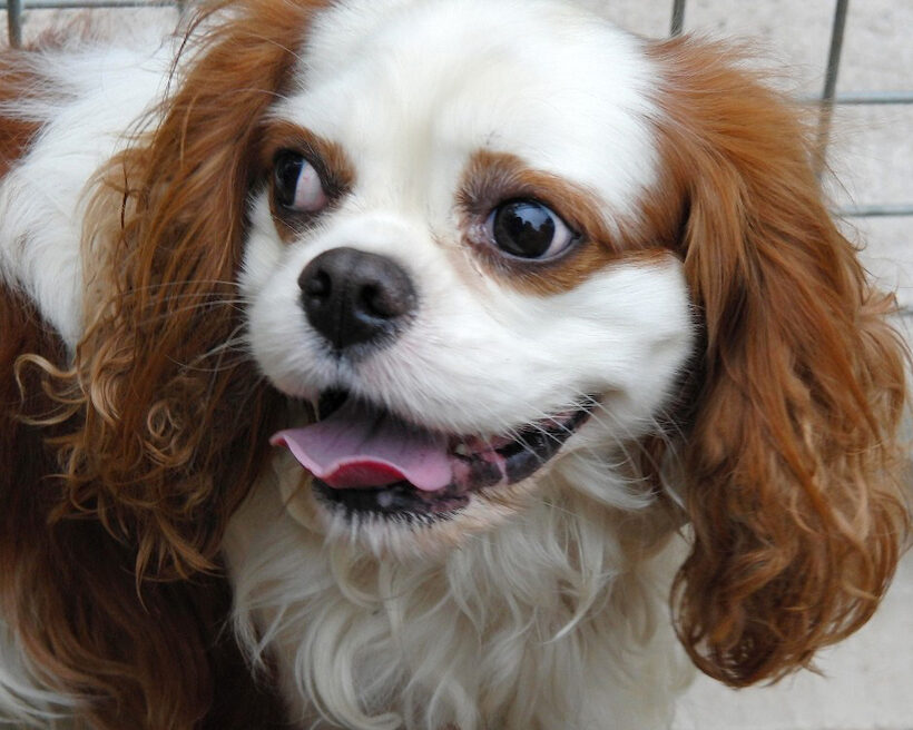 Dog, Dogs, King Charles Spaniel, Smile, Smiling, Spaniels, tongue, Victor