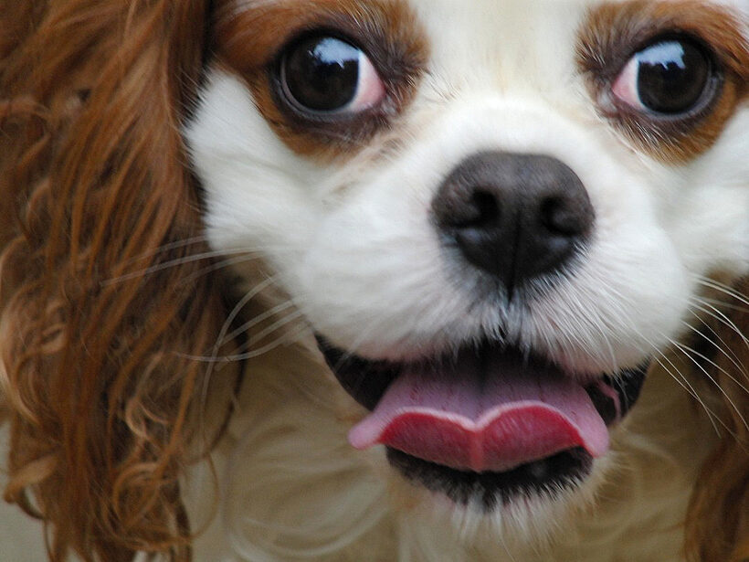 Dog, Dogs, King Charles Spaniel, Spaniels, Victor