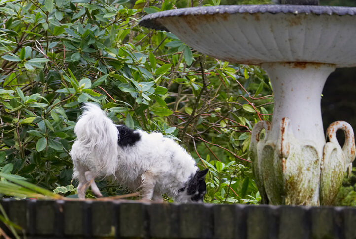 Cihuahuas, Dog, Dogs, Longhaired Chihuhua, Matt