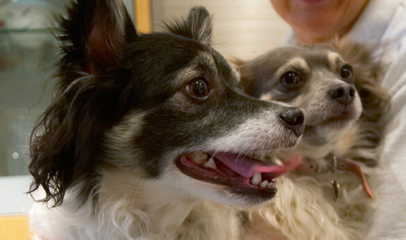 Cihuahuas, Dog, Dogs, Longhaired Chihuhua, Matt, Rose