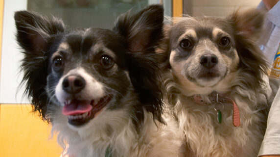 Cihuahuas, Dog, Dogs, Longhaired Chihuhua, Matt, Rose, Tongue
