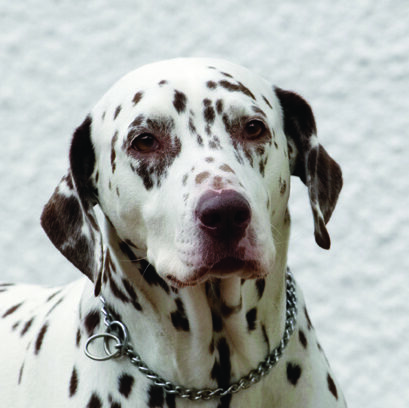 Cookie, Dalmatian, Dog, Dogs, Head
