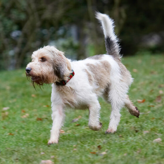 Dog, Dogs, Grand Vendeen Bassett Hound, Hounds, Libbie, Play, Playing, Playtime, Run, Running