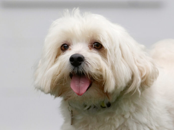 Dog, Dogs, Head, Maltese, Teddy, Tongue