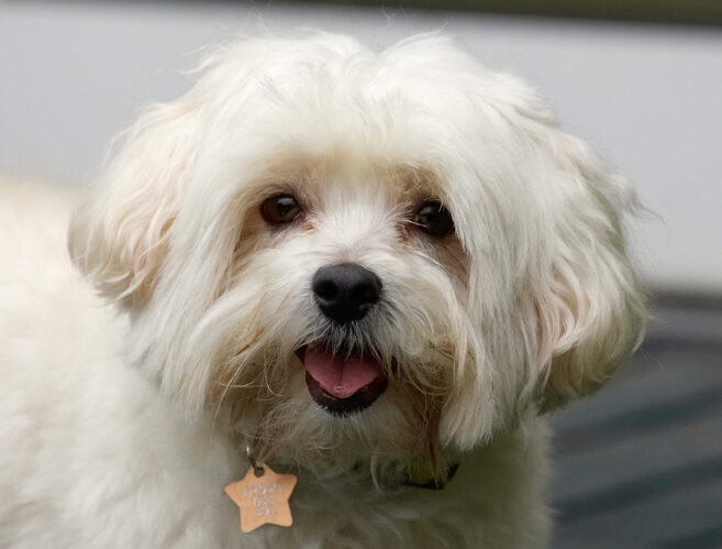 Dog, Dogs, Head, Maltese, Teddy, Tongue