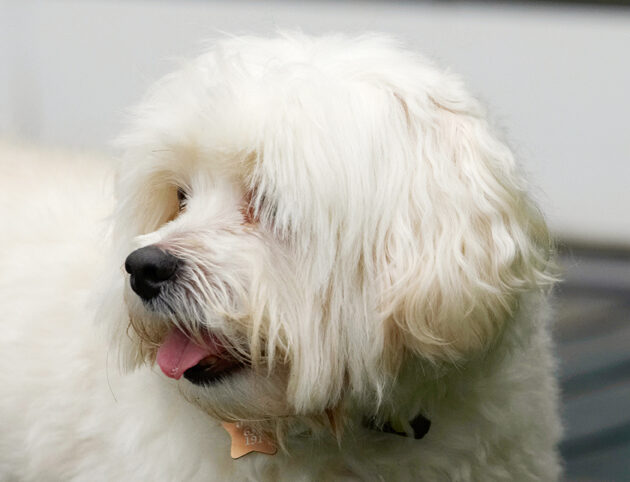 Dog, Dogs, Head, Maltese, Profile, Teddy, Tongue