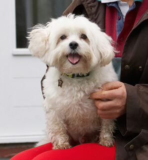 Cuddle, Dog, Dogs, Maltese, Sitting, Teddy, Tongue