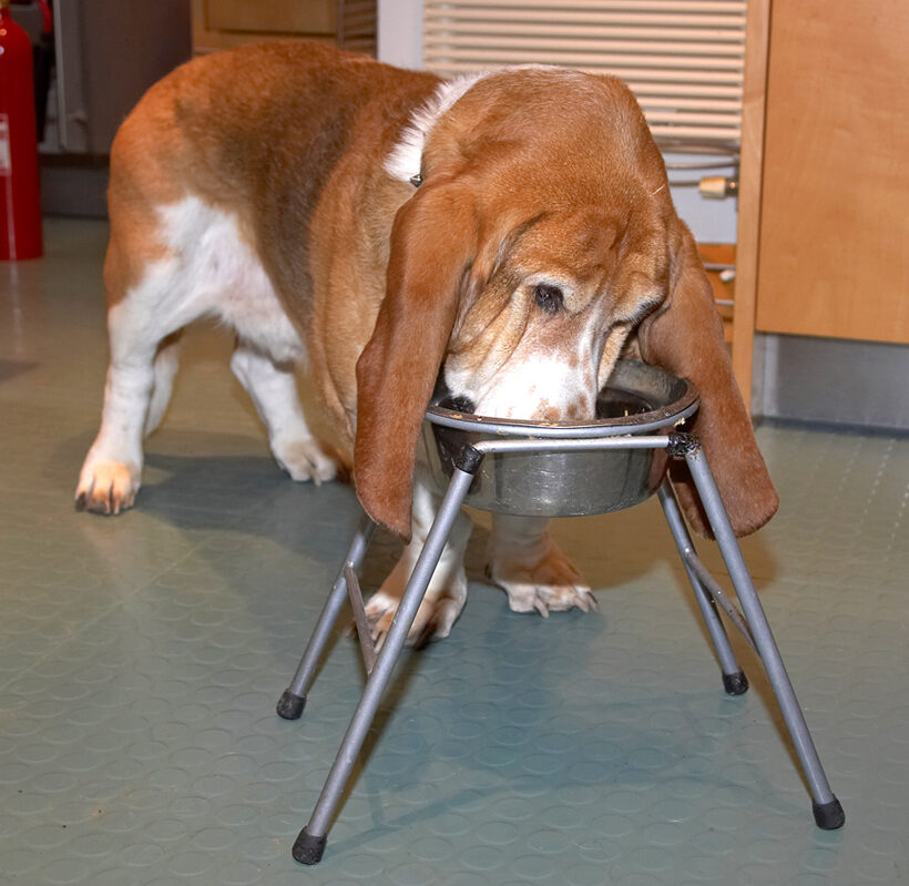 Douglas Enjoying His Breakfast