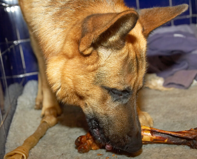 Sasha and the Bone