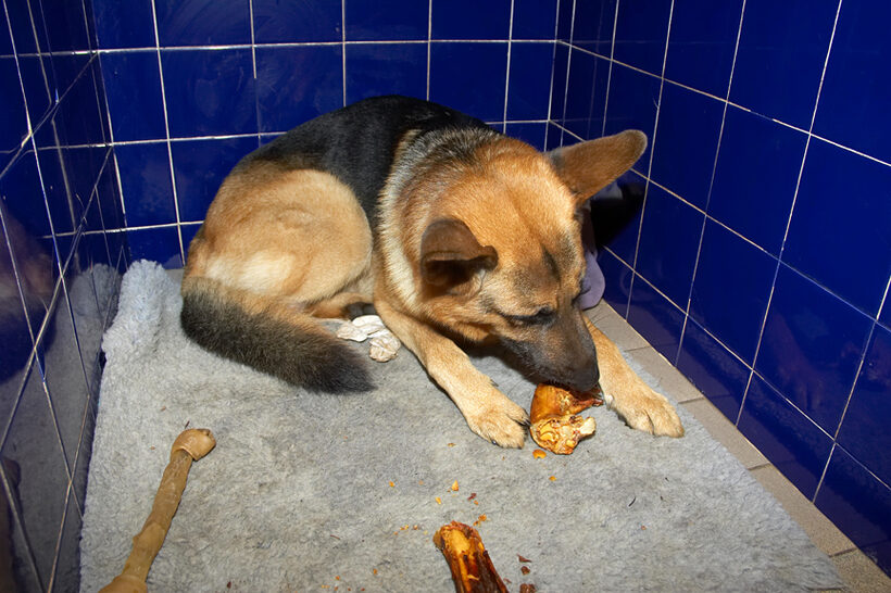 Sasha in His Cubby