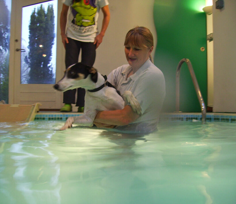 Animal, Animals, Canine hydrotherapy, Cathy Bushby, Dog, Dogs, Lurcher, Murphy, Pet, Pets, Swimming