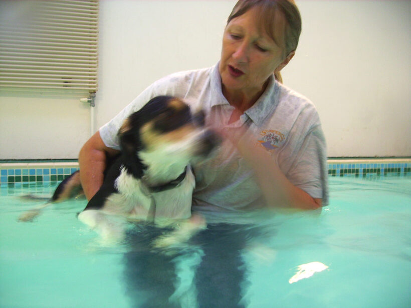 Animal, Animals, Canine hydrotherapy, Cathy Bushby, Dog, Dogs, Lurcher, Murphy, Pet, Pets, Swimming